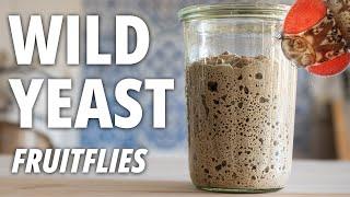 Harvesting Wild Yeast from FRUIT FLIES to make Sourdough Bread