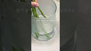 작약 얼굴 피우는 방법 #peony #작약꽃 #꽃 #생화배송 #꽃정기구독 #리틀캠든 #생화