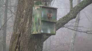 Screech Owl