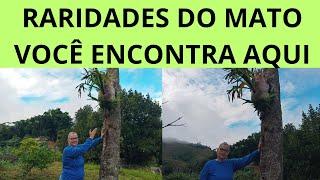 RARIDADES DO MATO NO JARDIM PARA QUEM GOSTA!