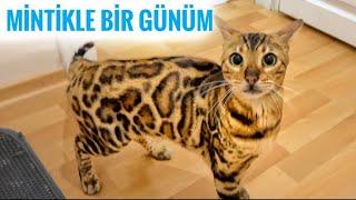 THE MOST NATURAL STATE OF MY CAT FIRST HOME VLOG ! Naughty CAT MINTİK :)