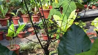 Aquaponics  in the Philippines using tilapia fish. By Dan pozzi