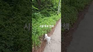 두부의 시골 산책