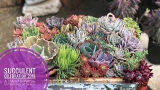 Beautiful Succulent Garden Walking Tour