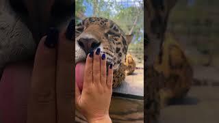 Tank Boops
