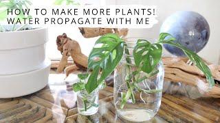 How To Make More Plants! Water Propagate With Me | Monstera Adansonii