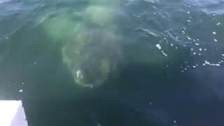 Giant Shark Encounter, Barnstable Harbor, Cape Cod, 2017