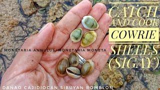 CATCH AND COOK COWRIE SHELLS (SIGAY)||MONETARIA ANNULUS/MONETARIA MONETA||SIBUYAN ROMBLON||OHANA