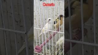 طائر الكناري.تغريد الكناري.canario canto.canary bird.chant canari.pájaro.تربية الكناري.تزاوج الكناري