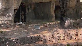 Wild viral video shows zookeepers trying to hide from silverback gorilla at Fort Worth zoo