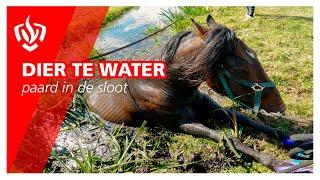 Prio 2: Dier te water - paard in de sloot | Brandweer Haastrecht