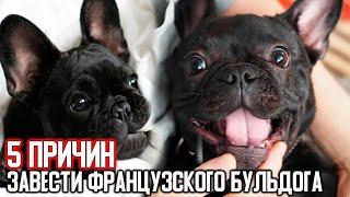 5 Причин завести французского бульдога