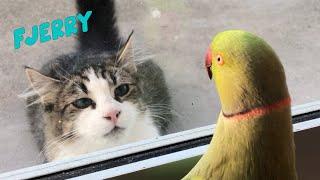 FJerry Best Of The Internet #1 - FUNNY ANIMALS