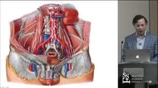 Anatomy of the Lumbar Plexus