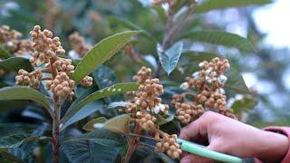 Making Cough Syrup from Loquat Flowers!