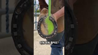 마굿간에서 기르는 말들의 발굽을 건강하게 유지하는 방법