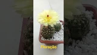 floração do meu cacto , não tenho a identificação dele quem puder deixa aqui nos comentários 