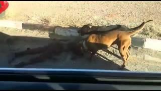 Pittbulls starved to death kill a boy