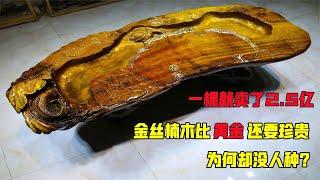 一棵就賣了2.5億，金絲楠木比黃金還要珍貴，為何卻沒人種？