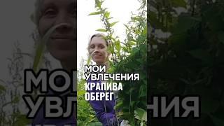 Крапива оберег. #камчатка #крапива #оберег #психология #дом #свойдом #природа #строительство