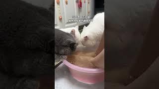 在家泡个脚，结果猫咪快把我的泡脚水喝光了 #猫咪的迷惑行为