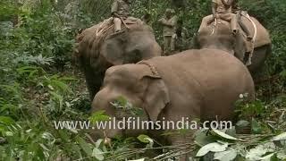 Capturing a wild injured Elephant in Karnataka forests, for treatment