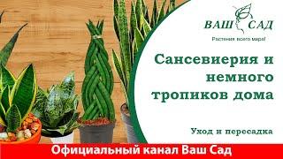 Сансевиерия - создаем несколько вазонов из одного. Ваш сад