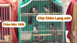 Chợ Chim Lạng Sơn Chào Mào Mộc Nhiều Giá Siêu Rẻ | Lâm Chim Cảnh