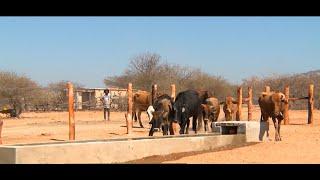 Zimbabwean government launches interventions to protect livestock against drought