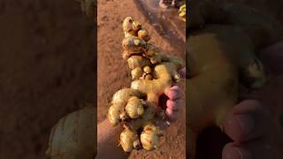 How is Ginger grown? #agriculture #farming #ginger #lucentlands