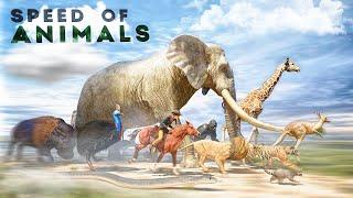 SPEED COMPARISON 3D | Animals 