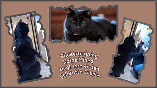 Clickertraining - Katze Minka zeigt ihre ersten gelernten Tricks
