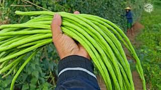 CROP ROTATION! BAKIT SITAW ANG MAGANDA PAGKATAPOS NG AMPALAYA, MELON, PIPINO at iba pa?