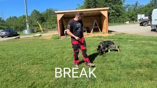 Take Home Lesson - Level II Family Protection Dog