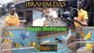 #ExoticBirdFarmVisit | Ibrahim Da's Exotic Bird's Farm Visit and new Pets shop open| Part-1