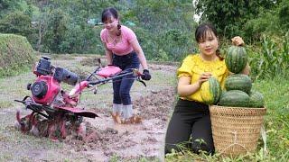 Encountered heavy rain while plowing fields and picking watermelons to sell