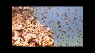 Blacklip Butterfly Fish Frenzy!