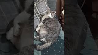 ну и требования у вас..#батон#котик#юмор#шортс#2025 .