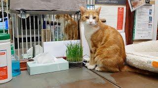 Adorable Cat Lands Job At Train Station