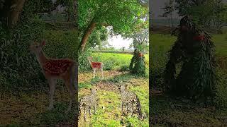  Two tiger attack jungle men, Help, help,#vfx #wildlife #animals #foryou #subscribe #video#360