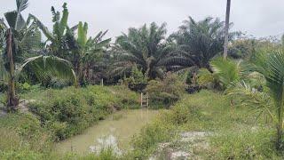 kebun abah is live kolam kebun