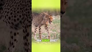 Cheetah Speed Secrets You Didn’t Know!