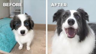 My Border Collie Puppy Growing Up 8 Weeks to 5 Years