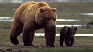 Diary Of The Grizzly Man