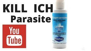 kill ich with cupramine - how to dose cupramine - rotter tube reef