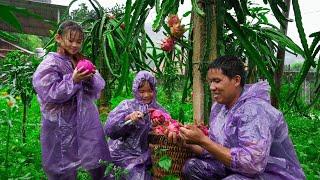 Harvesting Dragon Fruit Garden During Storm YAGI, Buying Buffaloes to Raise, Repairing Buffalo Barns