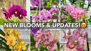 Orchid Garden UPDATE | New Spikes & Blooms | Orchids In Bloom | Cheery Orchids