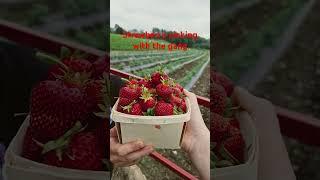 #strawberry 