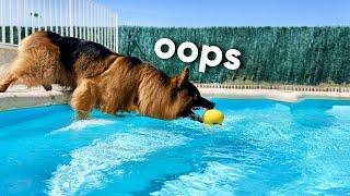 My Dog Rents a Swimming Pool and Refuses to Swim | Inspired by Tucker Budzyn