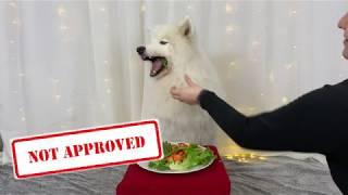 MY DOG TRIES GOING VEGAN! (vegan challenge)